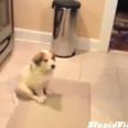 Poor Puppy Doesn’t Quite Get The Concept Of Catch