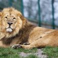 Meet Kumar – The Latest Addition to Dublin Zoo