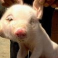 PHOTO: Picture Emerges Of Two-Headed Pig Born In China