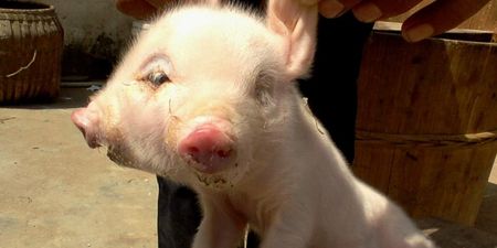 PHOTO: Picture Emerges Of Two-Headed Pig Born In China