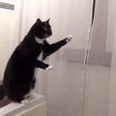 VIDEO: Cat Tries Out Some Poses… In Front of the Bathroom Mirror