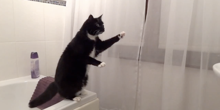 VIDEO: Cat Tries Out Some Poses… In Front of the Bathroom Mirror