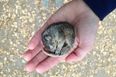 We’ve Never Seen A Dog Like This Before! Baby Squirrel Gets Adopted By Some Unlikely Parental Figures