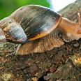 Giant Snails, Mice & Spiders: The Five Infestations We Couldn’t Deal With In Ireland