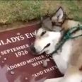 Absolutely Heartbreaking: Dog Starts ‘Crying’ When He Visits His Owner’s Grave For The First Time