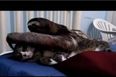 Cuddle Monster: This Sloth Really, Really Loves Giving Hugs…