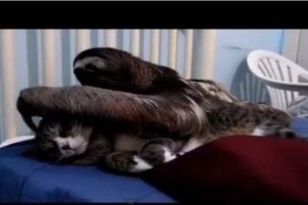 Cuddle Monster: This Sloth Really, Really Loves Giving Hugs…