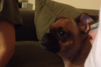 “Dad, Just Wake Up! We Gotta Go Home!” Dog’s Reaction To THAT Scene In The Lion King Is Priceless
