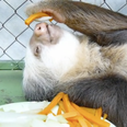 VIDEO: Just a Lazy Day for a Sloth, Chilling Out and Eating Carrots