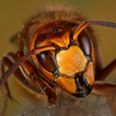 Man Dies In Sweden Following An Attempt To Have Sex With A Hornet’s Nest