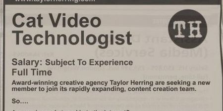 PICTURE – Unemployed? Looking For A New Job? Would You Like To Be A Cat Video Technologist?