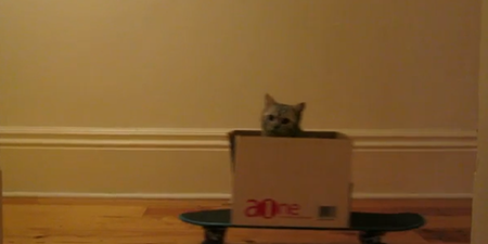 VIDEO: The Internet Doesn’t Get Any Better Than This… It’s Cat-Boarding