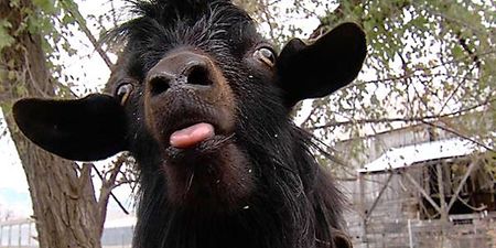 VIDEO: No Kidding – Scary Goats Terrorize a Brazilian neighborhood