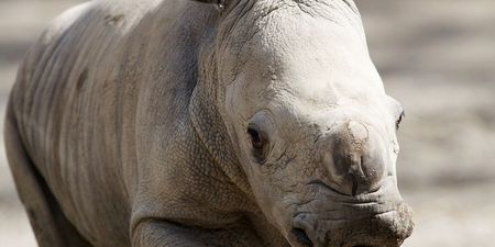 PICTURE: Dublin Zoo Welcomes Another New Arrival