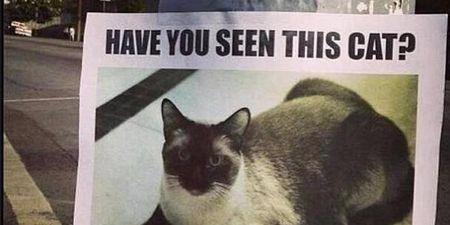 PICTURE – Is This The Best Missing Cat Poster You Have Ever Seen? It Just Might Be