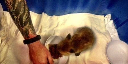 Sexy & Caring: Firemen Rescue Injured Fox Cub & Nurse It Back To Health