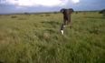 VIDEO: Drunk Safari Guide Fired For Charging A Wild Elephant