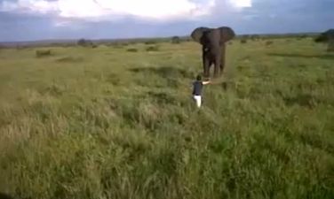 VIDEO: Drunk Safari Guide Fired For Charging A Wild Elephant