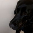 Make You Feel My Love: Dog “Sings” Along To His Favourite Tune By Adele