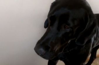 Make You Feel My Love: Dog “Sings” Along To His Favourite Tune By Adele