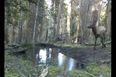 Making A Splash: Adorable Baby Elk Caught On Camera As He Plays In A Puddle