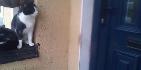 VIDEO: Someone Has Been Watching You – Clever Cat Opens Door