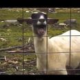 VIDEO: He’s Back! Daft Punk Get The Goat Treatment
