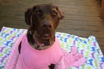 Happily Ever After: Dog’s Incredible Story Of Survival Goes Viral