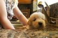 Little Puppy Gets A Bath: Hates It. Then Loves It.