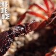 Immortal Lobsters & Unbreakable Eggs: The Unbelievable Facts That Are Actually True