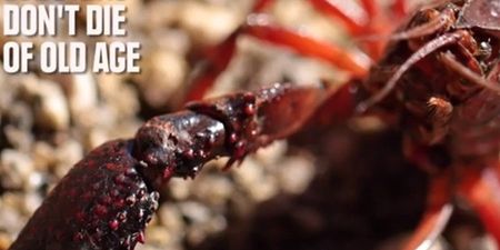 Immortal Lobsters & Unbreakable Eggs: The Unbelievable Facts That Are Actually True