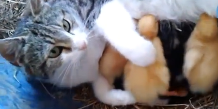 VIDEO: County Offaly Cat Adopts Ducklings As Her Own And Feeds Them