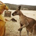 PHOTO: The Cutest Snapshot You’ll See Today: Kangaroo Meets A Kid In A Onesie