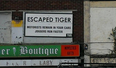 PICTURE: In Dublin? There’s An Escaped Tiger By The Coombe…