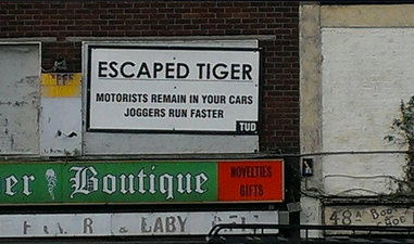 PICTURE: In Dublin? There’s An Escaped Tiger By The Coombe…