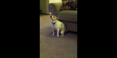 VIDEO: Watch This Dog Dance Like No One Is Watching To Eminem