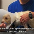 “All She Needed Was A Second Chance” Heart-Breaking Video Of Adorable Rescue Puppy Goes Viral