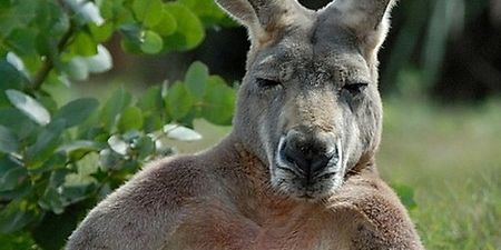 PICTURE – “Oh, I’m Just Going To Chill Out For The Weekend” The Most Relaxed Kangaroo In The World