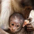 Monkey Business: Dublin Zoo Welcome Two New Arrivals