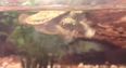 Thelma And Louise – Two-Headed Turtle Hatches At San Antonio Zoo