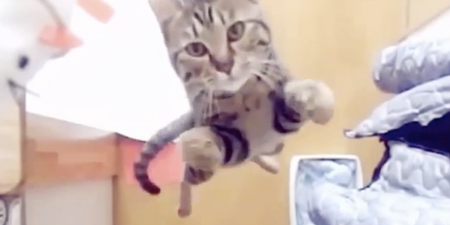 Video: Cat Laughs – Four Minutes of Laugh-Out-Loud Feline Fails