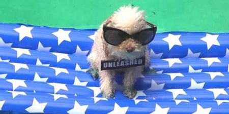 Barking Mad: Dog Parody Of Miley’s New Music Video Goes Viral