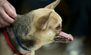 Hero Dog Kabang Loses Snout As She Saves Two Girls’ Lives