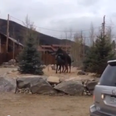 VIDEO: Real Moose Falls In Love With A Statue Moose… And Is A Bit Confused