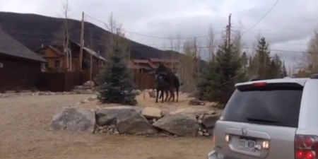 VIDEO: Real Moose Falls In Love With A Statue Moose… And Is A Bit Confused