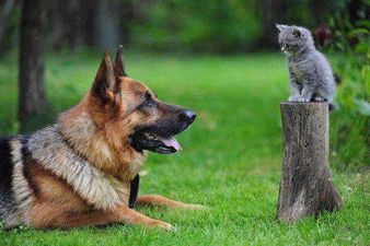 15 Pictures That Prove Animals Are So Much Cuter Than Humans