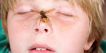 The Sting in the Tail of Summer – How to Avoid Insect Injuries