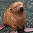 PICTURE – This Will Break Your Heart, Ginger Seal Abandoned By His Mother And Colony