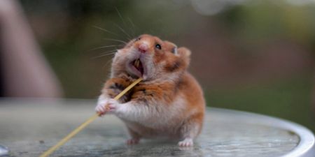 GALLERY – Spaghetti Hamster, The Internet Gift That Just Keeps Giving