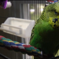 “Nobody Expects the Spanish Inquisition” – Adorable Parakeet Voices His Political Opinion